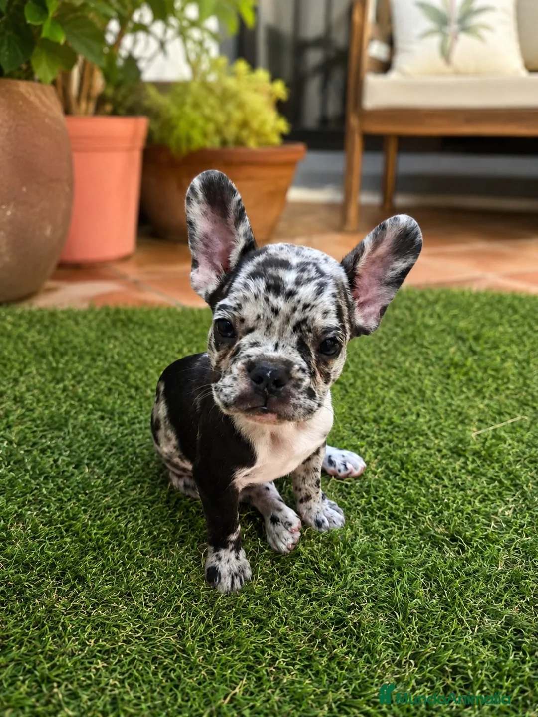 Bulldog Francés perros en venta: PRECIOSAS EJEMPLARES BULLDOG MINI EXÓTICAS MERLE - Anuncio 1