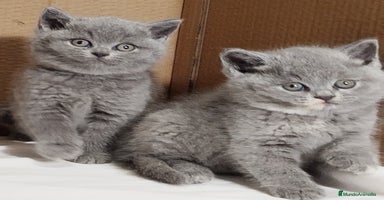 Británico de Pelo Corto gatos British Shorthair  - Anuncio 1