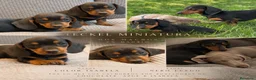 Teckel Miniatura perros en venta: Teckel pelo corto miniatura CALIDAD EXCEPCIONAL - Anuncio 7