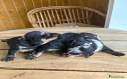 Teckel perros en venta: Dachshund   - Imagen 8