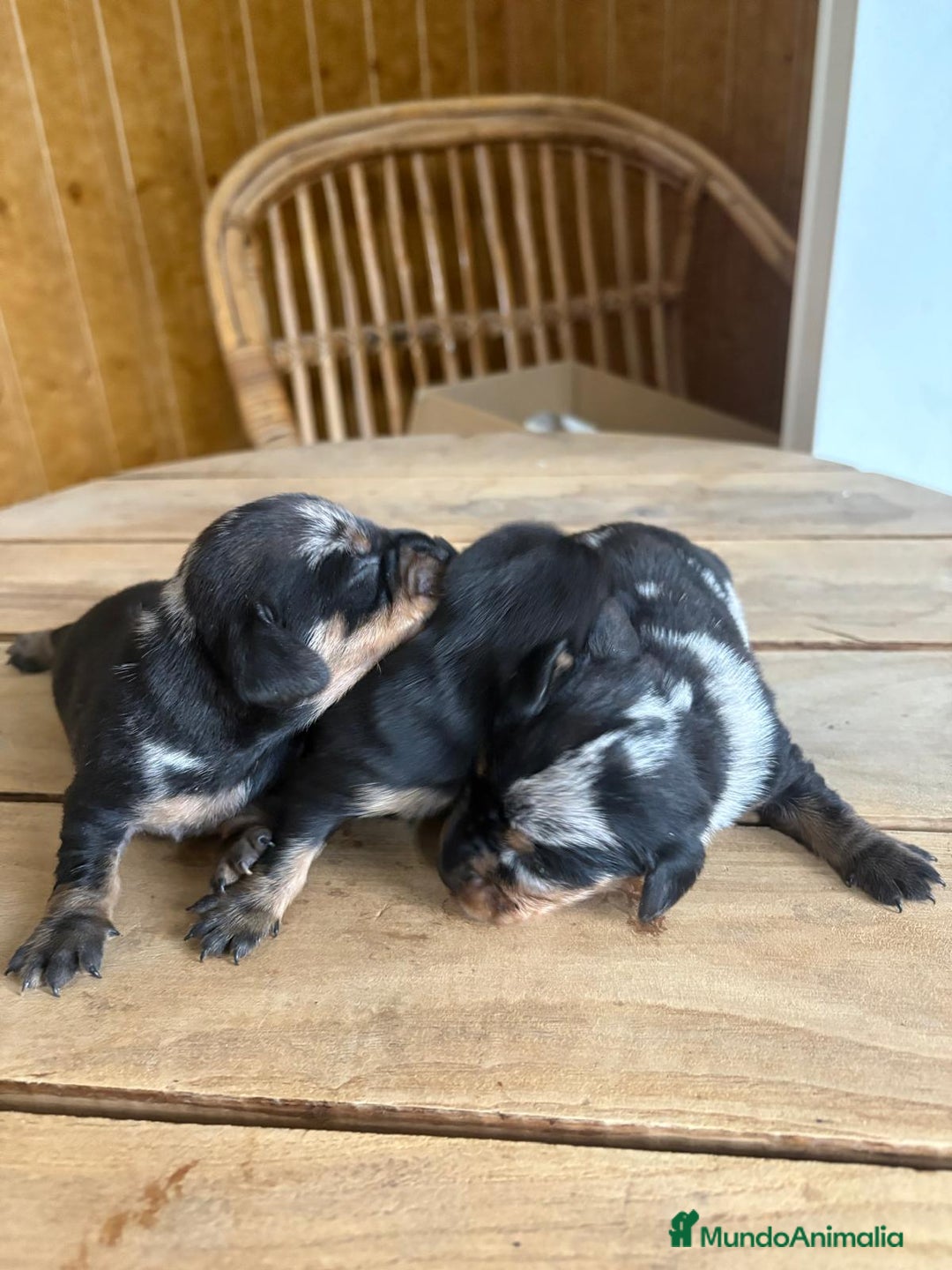 Teckel perros en venta: Dachshund   - Imagen 8