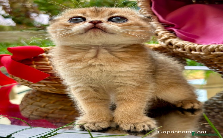 Scottish Fold gatos - Anuncio 1