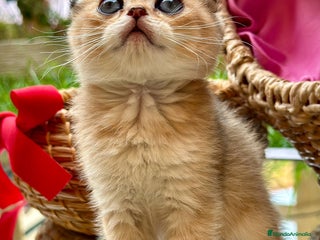 Scottish Fold gatos - Anuncio 5