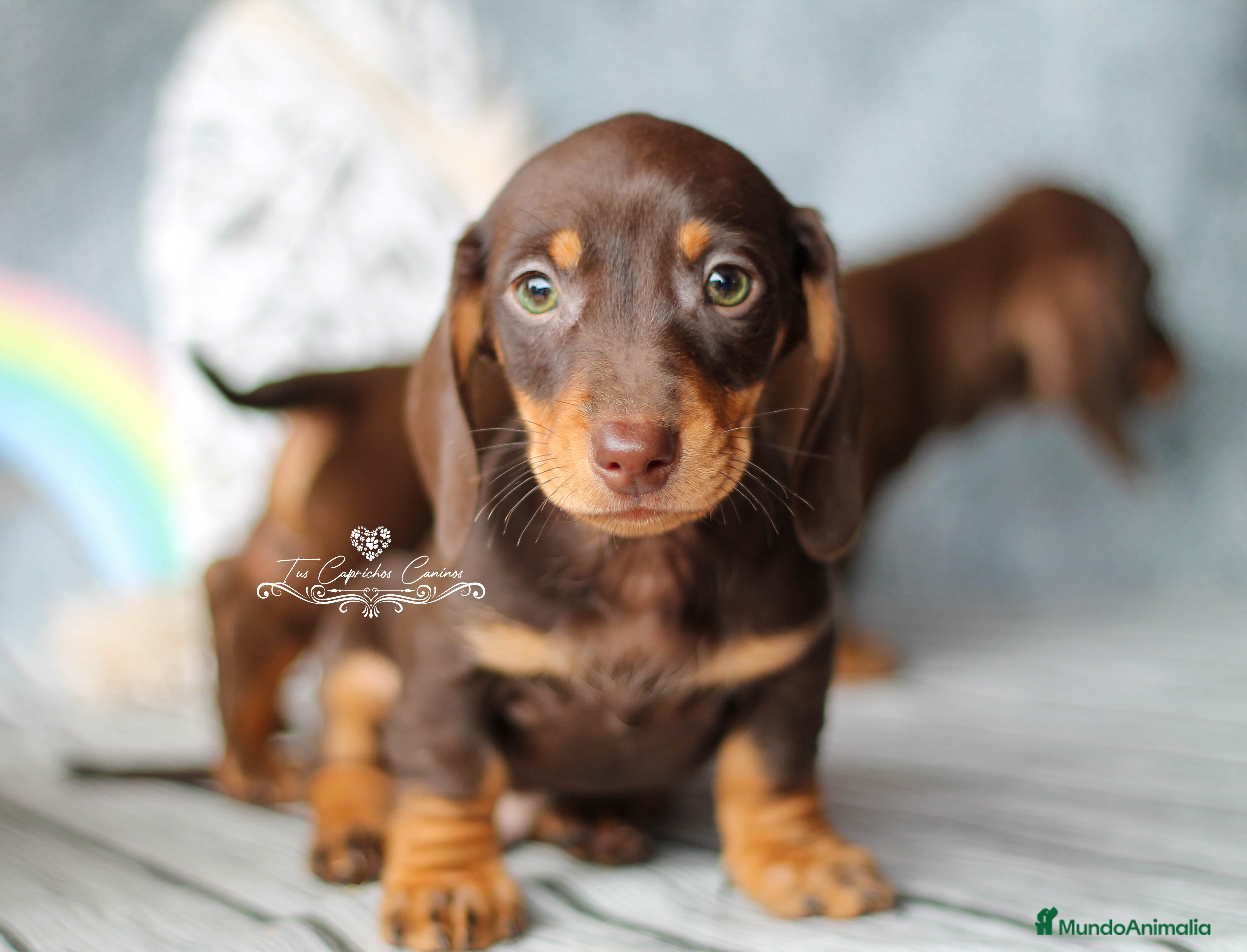 Teckel perros ✨🤎 PRECIOSOS TECKEL CHOCOLATE OJOS VERDES 🤎✨ en Cantabria - Anuncio 2