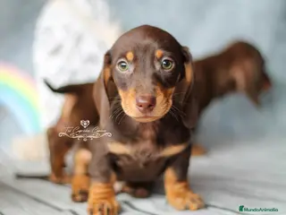 Teckel perros ✨🤎 PRECIOSOS TECKEL CHOCOLATE OJOS VERDES 🤎✨ en Cantabria - Anuncio 2