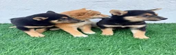 Shiba Inu perros en venta: Shiba Inu - Anuncio 27
