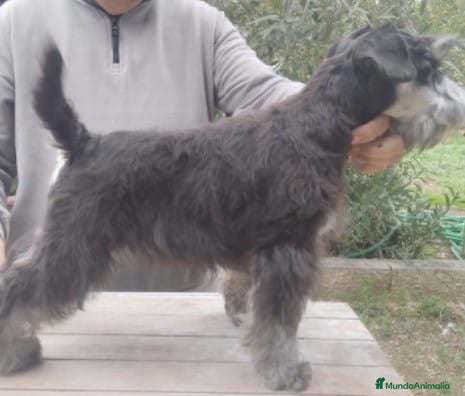 Schnauzer Miniatura perros Machos de schnauzer miniatura  - Anuncio 1