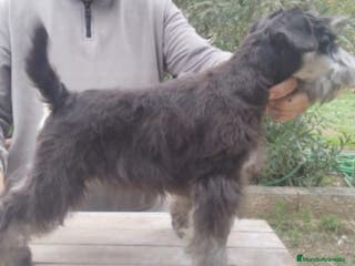 Schnauzer Miniatura perros Machos de schnauzer miniatura - Anuncio 3