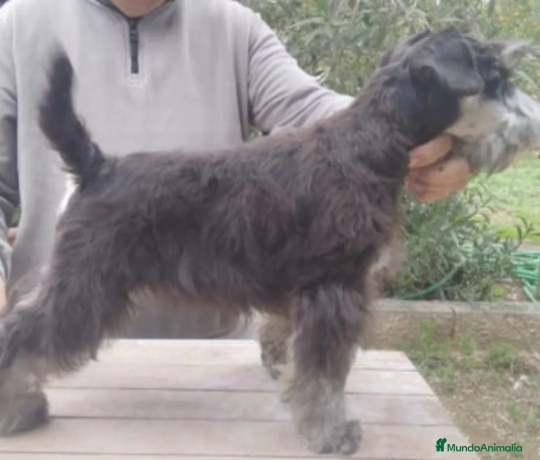 Schnauzer Miniatura perros en venta: Machos de schnauzer miniatura  - Anuncio 2