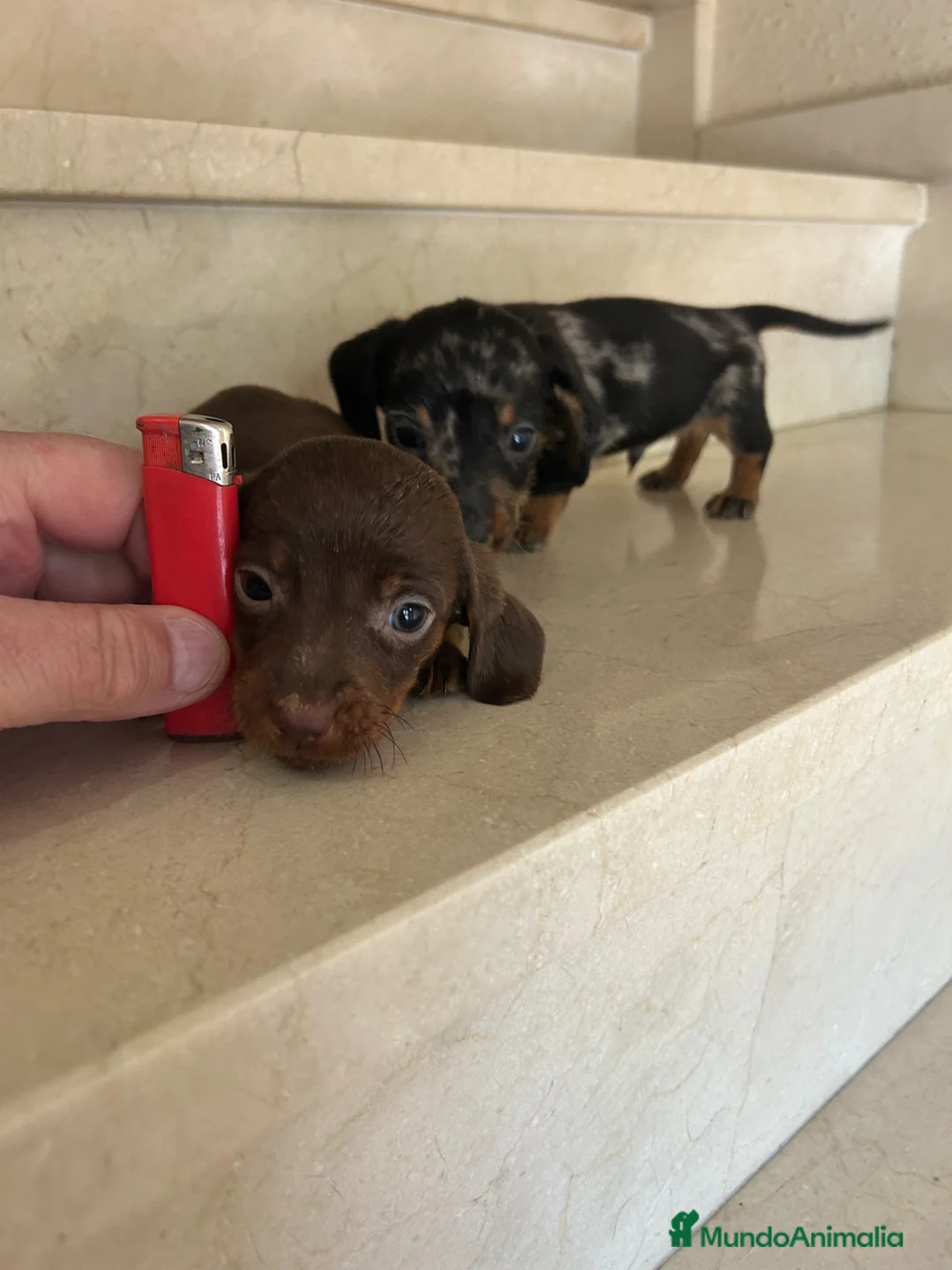 Teckel Miniatura perros en venta: Tekel Máxima Calidad Kaninchen Toy - Anuncio 1