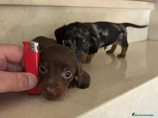 Teckel Miniatura perros Tekel Máxima Calidad Kaninchen Toy - Anuncio 1