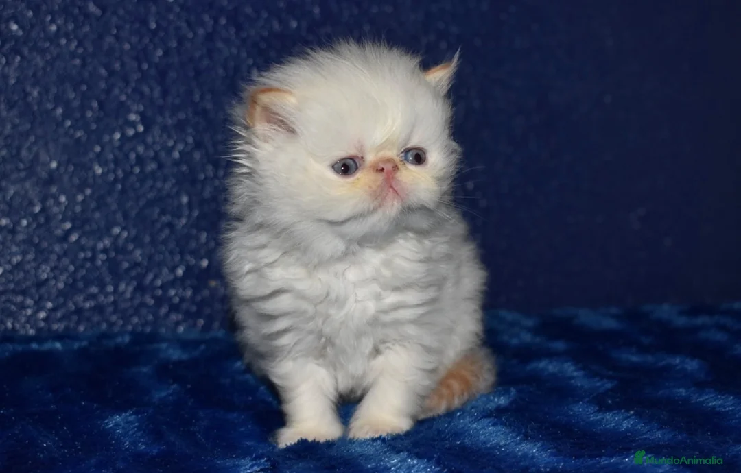 Himalayo gatos en venta: GATOS PERSAS HIMALAYOS  en Madrid - Anuncio 2