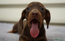 Teckel Miniatura perros en venta: 🐕✨ Encanto teckel chocolate y arlequín - Imagen 1