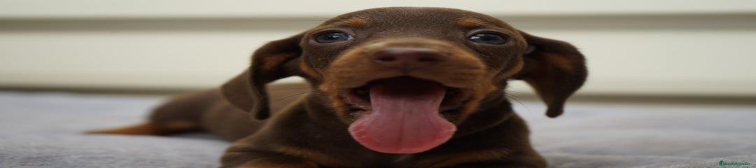 PAO