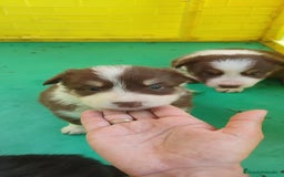 Border Collie perros en venta: Border collie chocolate tricolor - Imagen 2