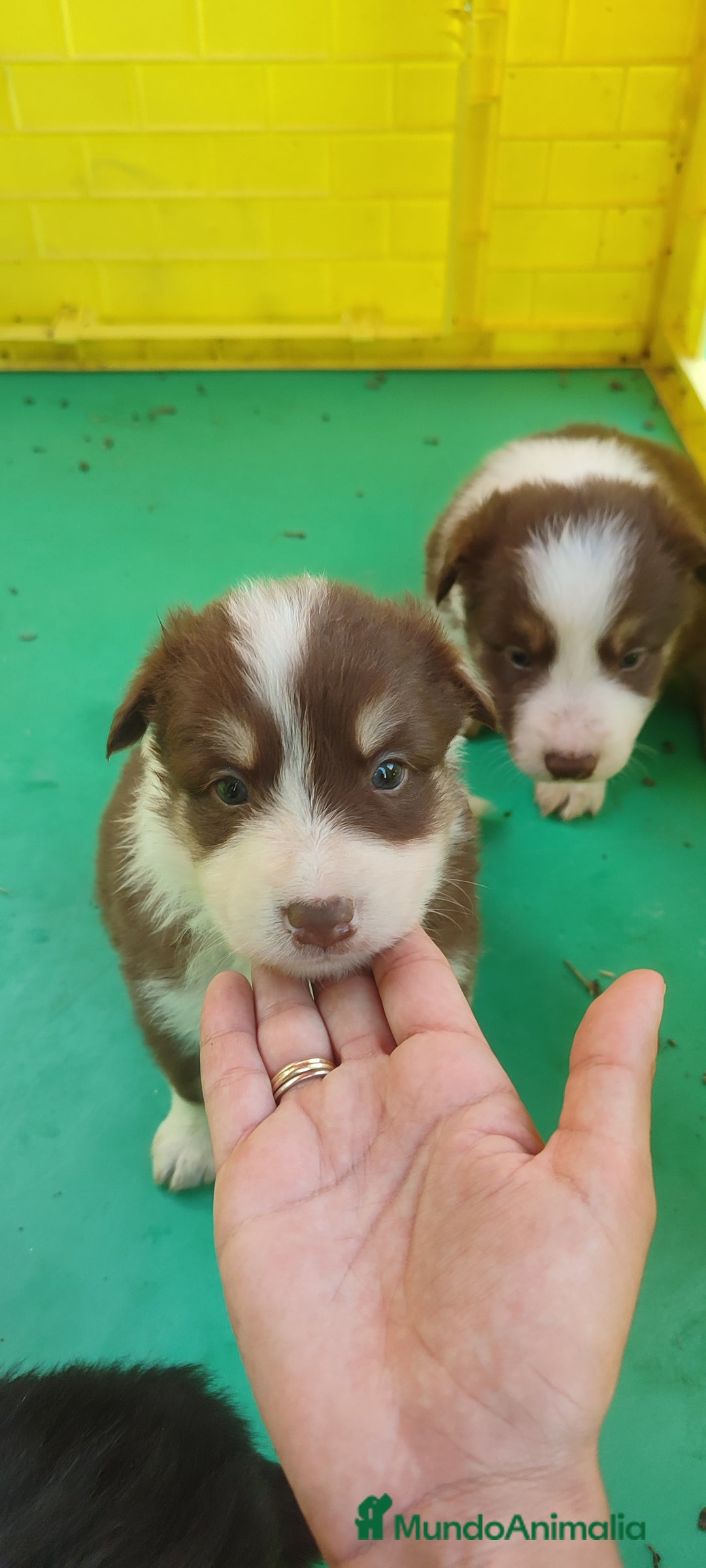 Border Collie perros en venta: Border collie chocolate tricolor - Imagen 2