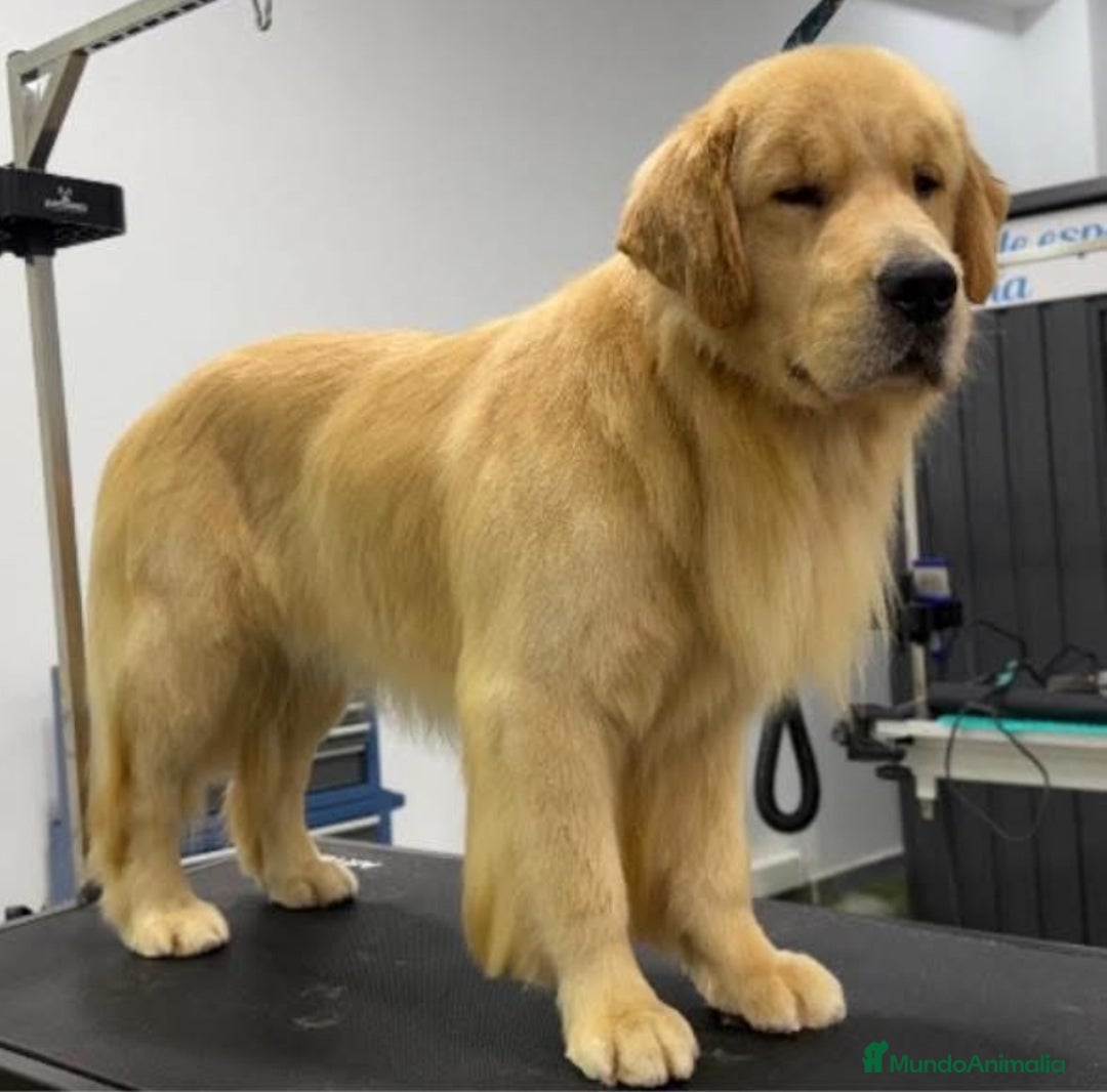 Golden Retriever perros en venta: Golden americano  - Anuncio 3