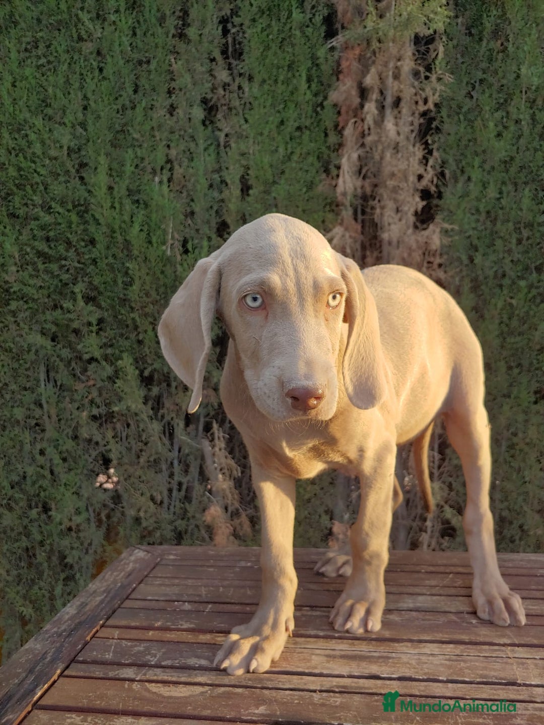 Braco Húngaro de Pelo Corto perros en venta: Braco de Weimar hembra  - Imagen 2