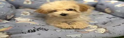 Maltipoo perros en venta: Maltipoo Macho listo para entregar!!! - Anuncio 4