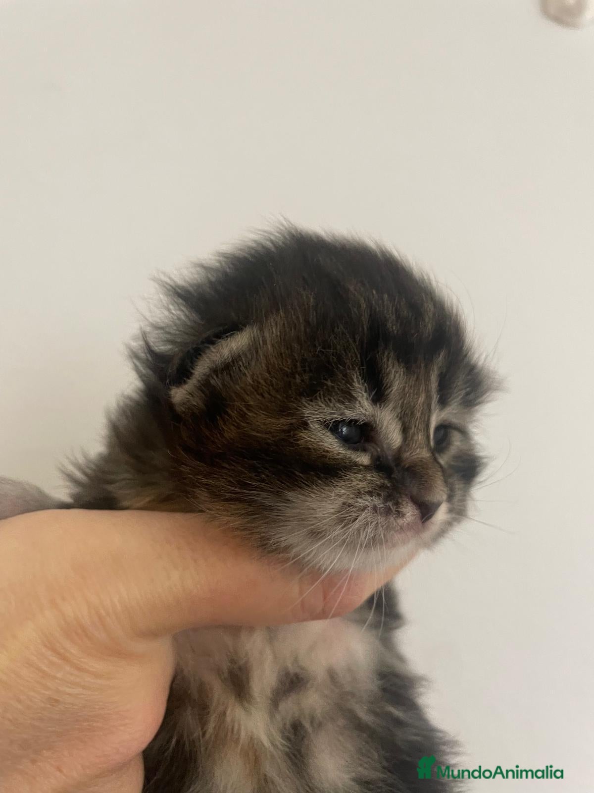 Maine Coon gatos Camada de Maine Coon  - Anuncio 1