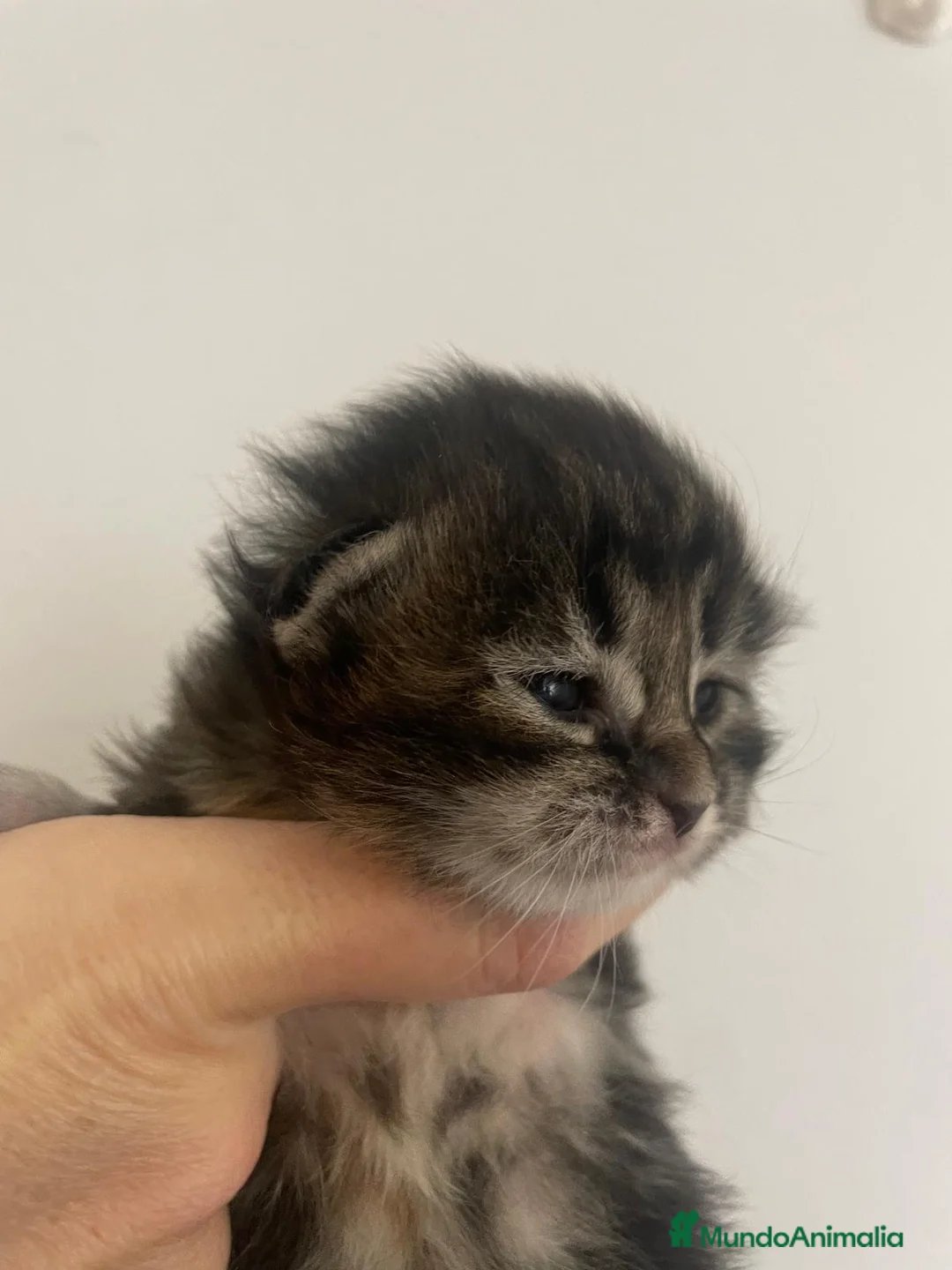 Maine Coon gatos en venta: Camada de Maine Coon  - Anuncio 1