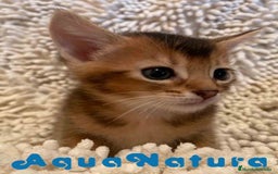 Abisinio gatos en venta: Abisinio Macho de Santa 1835 - AQUANATURA en Barcelona - Imagen 3