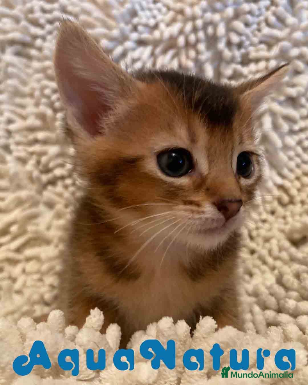 Abisinio gatos en venta: Abisinio Macho de Santa 1835 - AQUANATURA en Barcelona - Imagen 3