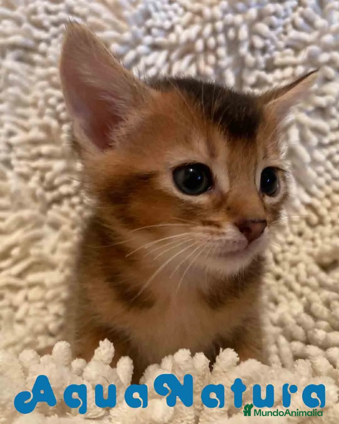 Abisinio gatos en venta: Abisinio Macho de Santa 1835 - AQUANATURA en Barcelona - Anuncio 3