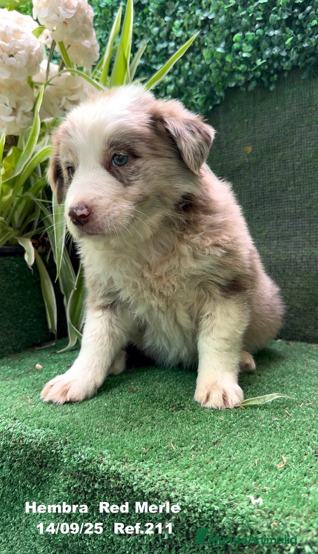 Border Collie perros en venta: BORDER COLLIE Red Merle - Imagen 12