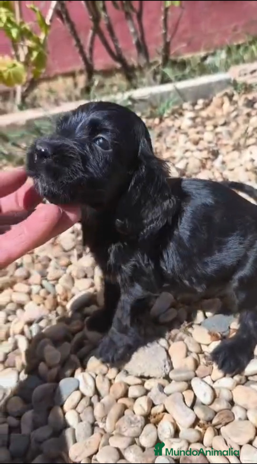 Cocker Spaniel Inglés perros en venta: Disponibles cachorros de cocker spaniels - Imagen 2