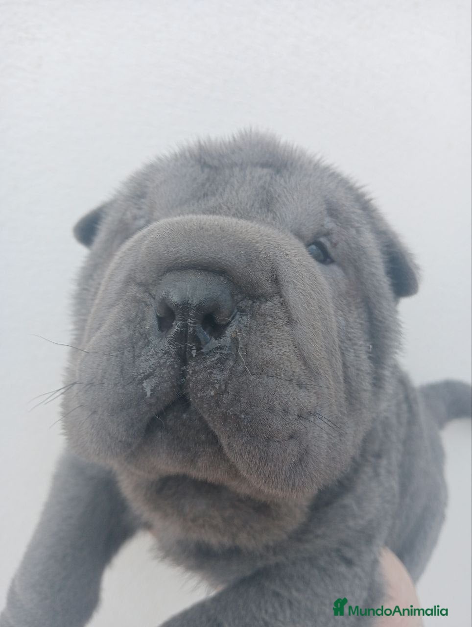 Shar Pei perros ‼️‼️Preciosa camada de shar pei - Anuncio 1