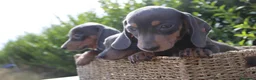 Teckel Miniatura perros en venta: CACHORRITOS TECKEL BLUE MINIATURA - Anuncio 2