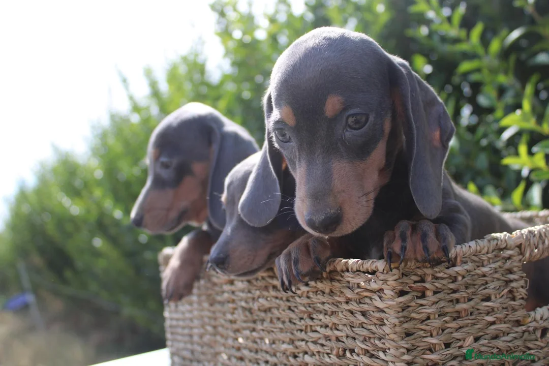 Teckel Miniatura perros en venta: CACHORRITOS TECKEL BLUE MINIATURA - Anuncio 2