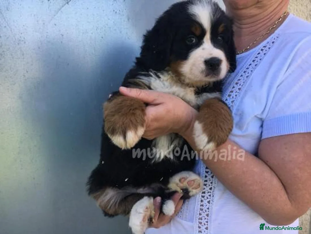 Imagen de galería {{count}}