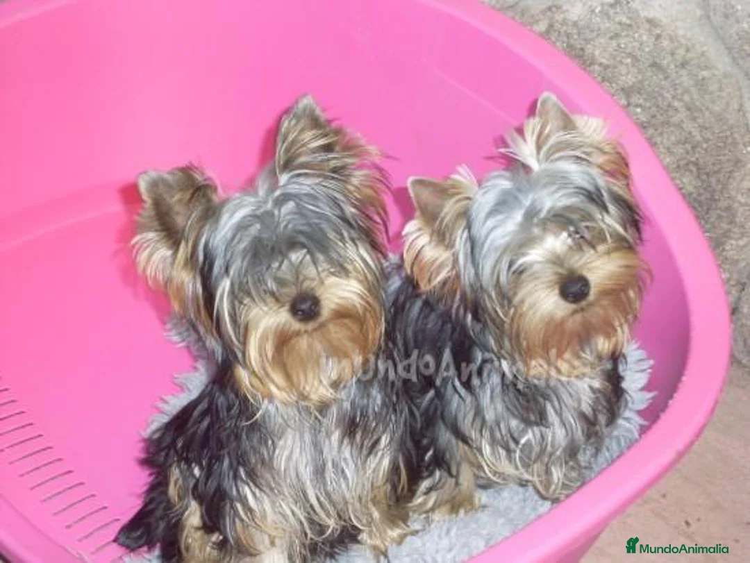 Imagen de galería {{count}}