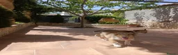 Collie de Pelo Largo perros en venta: Rough collie  - Anuncio 3