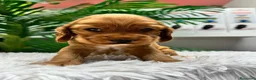 Cocker Spaniel Inglés perros en venta: COCKER HEMBRA  - Anuncio 8