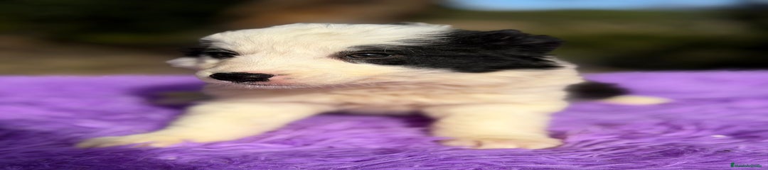 Border Collie Cachorro 4