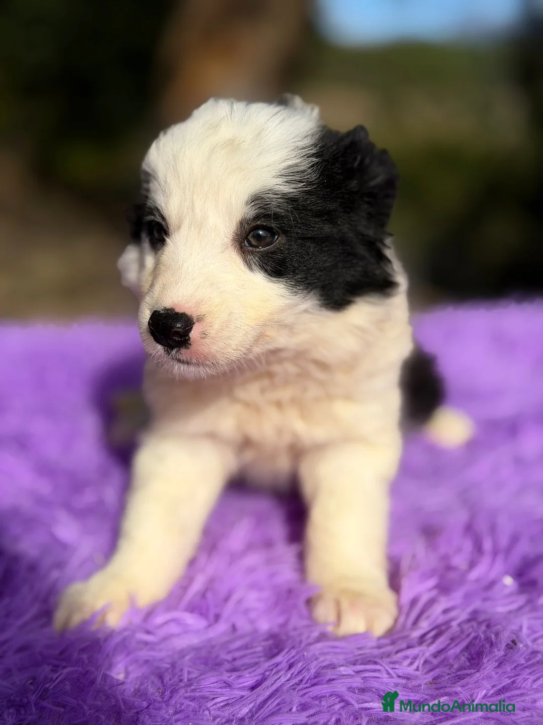 Border Collie perros en venta: Border collie negro y blanco - Anuncio 4