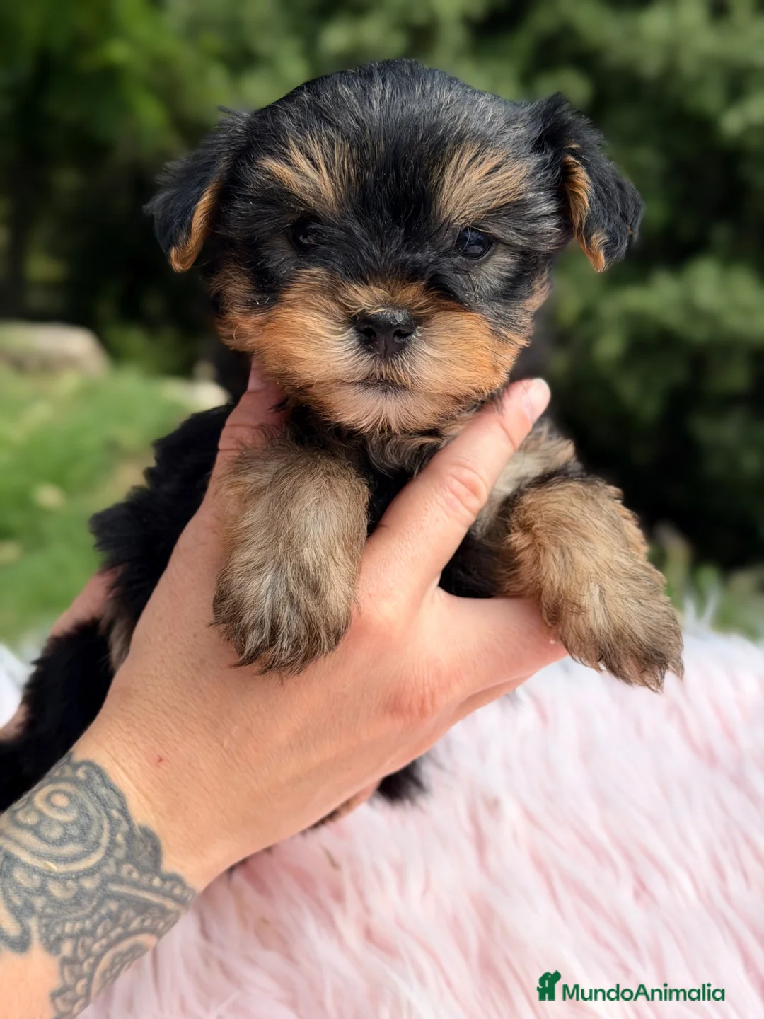 Yorkshire Terrier perros en venta: Yorkshire terrier hembra  - Anuncio 1