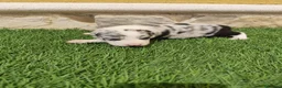 Border Collie perros en venta: Border collie merle choco en Valencia - Anuncio 7