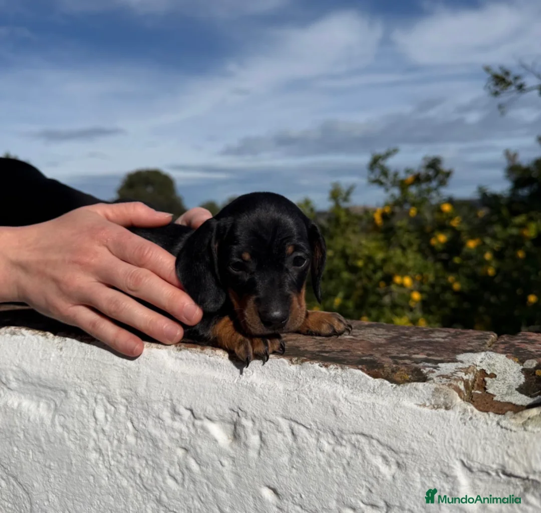 Teckel perros en venta: Teckels negro fuego  - Anuncio 3