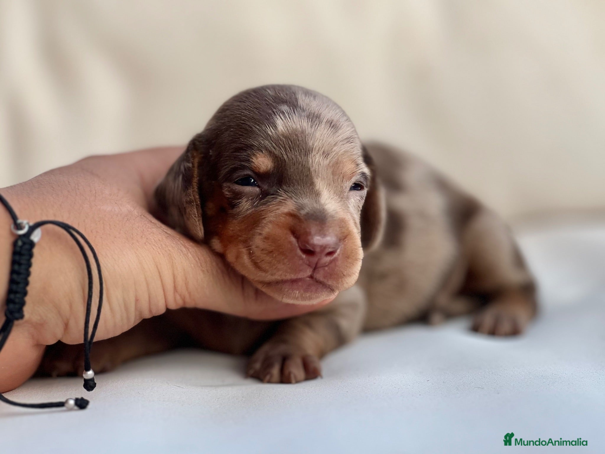 Teckel Miniatura perros EXCLUSIVO MACHITO TECKEL ARLEQUÍN CHOCOLATE - Anuncio 1