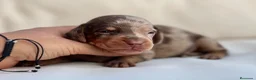 Teckel Miniatura perros en venta: EXCLUSIVO MACHITO TECKEL ARLEQUÍN CHOCOLATE - Anuncio 1