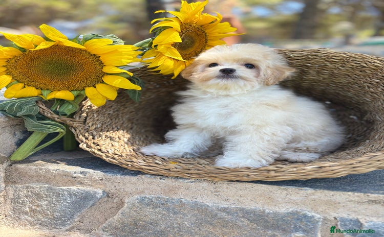 Maltipoo perros - Propaganda 1