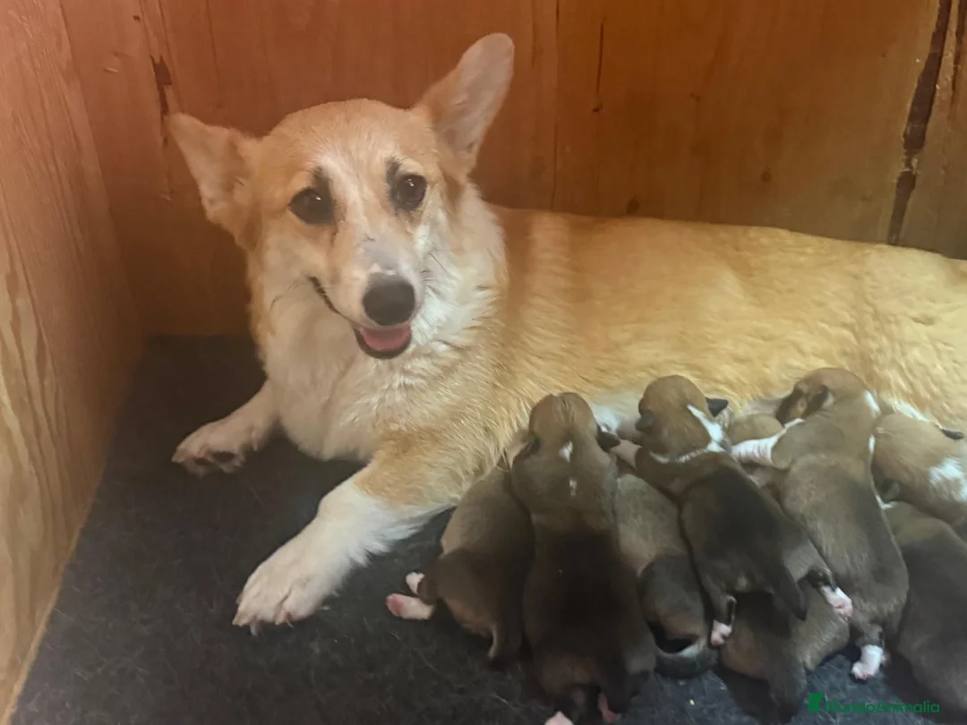 Welsh Corgi Pembroke perros en venta: Cachorros Corgi  | Criador pedigre garantia salud - Anuncio 4