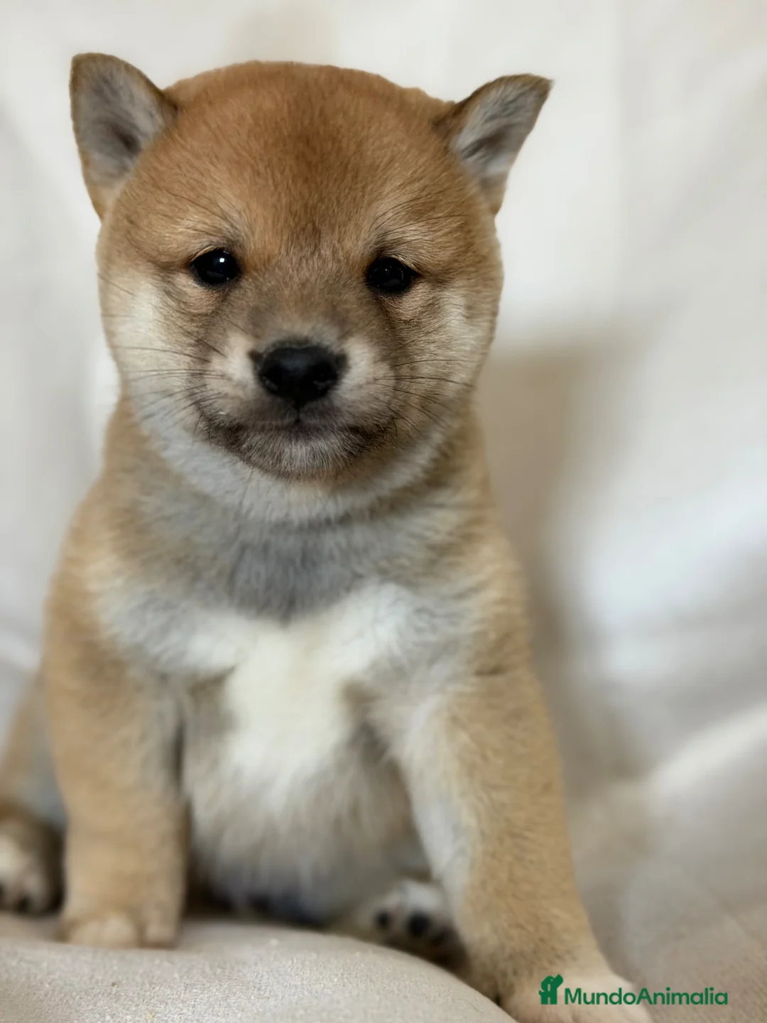 Shiba Inu perros en venta: Shiba Inu sésamo  - Anuncio 2