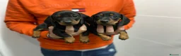 Teckel Miniatura perros en venta: Cachorros Teckel 650€ ¡PRECIO REAL! VALENCIA  - Anuncio 1