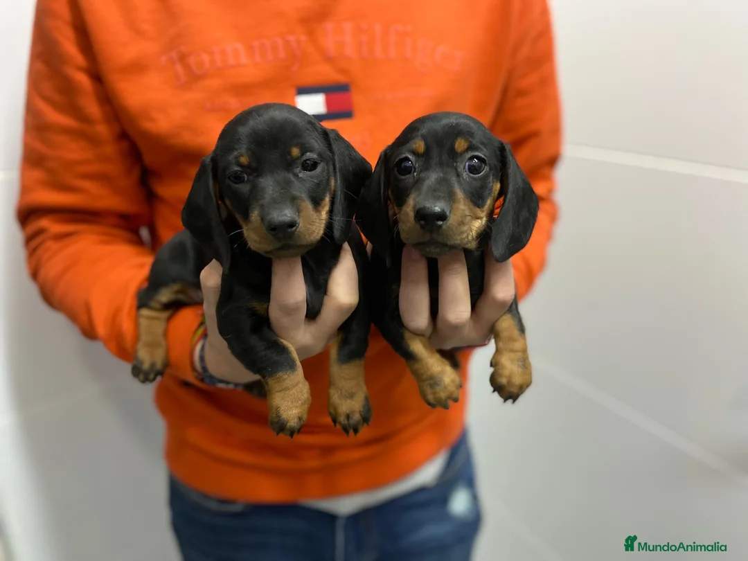 Teckel Miniatura perros en venta: Cachorros Teckel 650€ ¡PRECIO REAL! VALENCIA  - Anuncio 1
