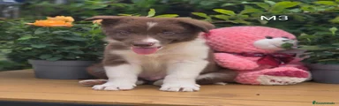 Border Collie 7